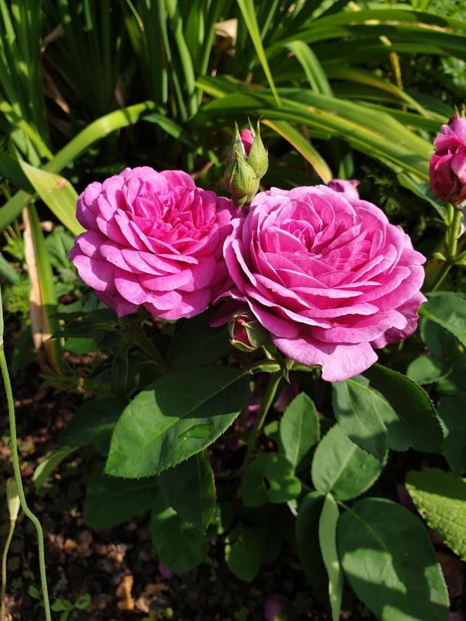 Scholz & Scholz Gbr Zimmervermietung 호이에르스베르다 외부 사진